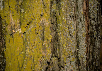 Obraz premium texture, wood, natural, beauty