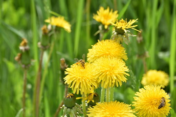 bee on dandelion