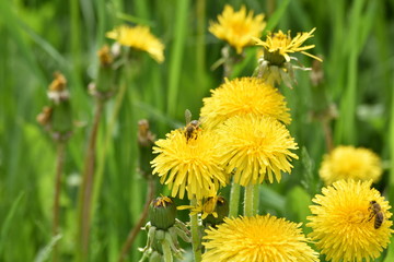 bee on dandelion