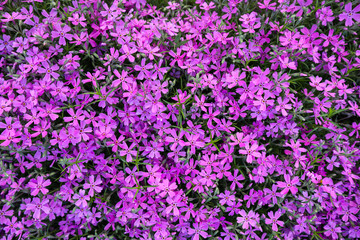 Background of purple flowers Phlox in spring
