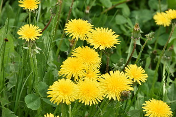 dandelions