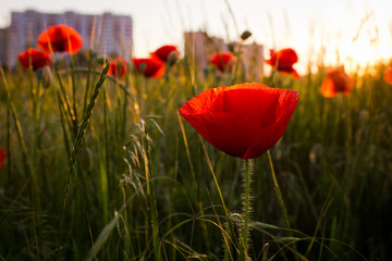 Obraz premium poppies