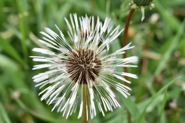 white dandelion after the rain