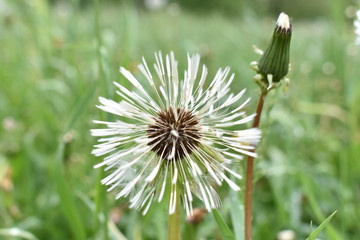 white dandelion after the rain