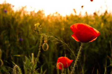 Naklejka premium poppies