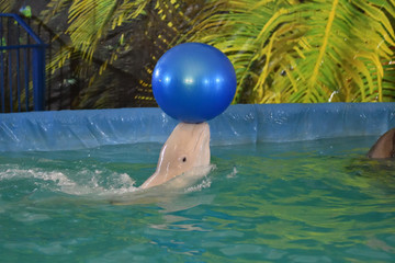 Belukha performs an exercise ball