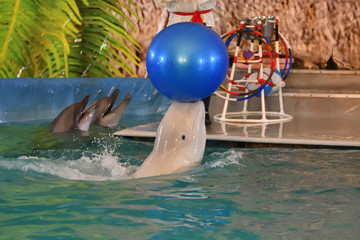 Belukha performs an exercise ball