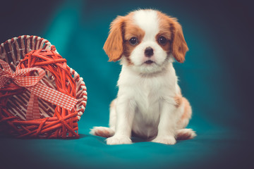 Cavalier King Charles spaniel Cute small puppy sitting with red heart-shaped basket on turquiose...