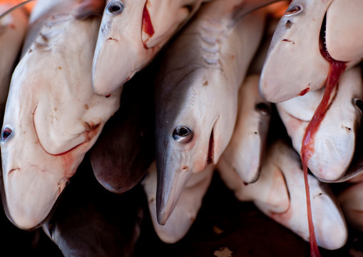 Sharks Been Sold At Fish Market, Sinaw, Oman