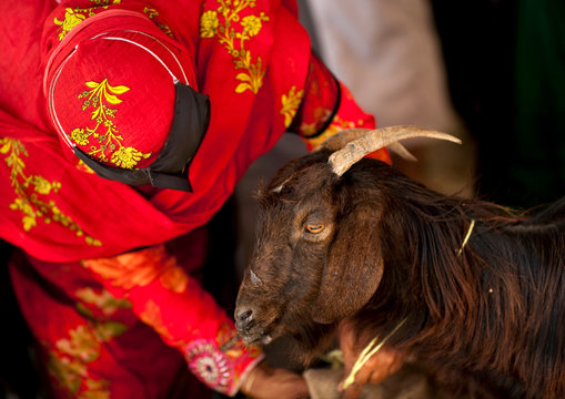 Bedouin Woman In Red Niqab Choosing A Goat, Sinaw, Oman