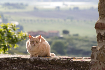 Braune Katze auf Steinmauer in der Toskana - Brown cat sitting on stone wall in Tuscany