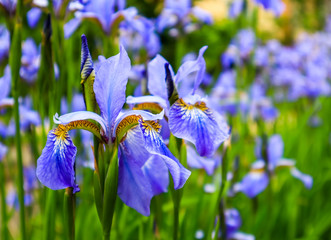 Blooming violet iris flower in the garden. Gardening concept. Flower background