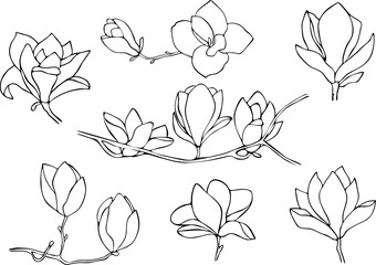 Set of magnolia isolated on white background. Hand drawn vector illustration, sketch.