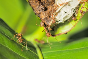 Close-up red ants guarding the nest with green nature blurred background.