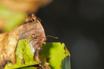 Close-up red ants guarding the nest with green nature blurred background.