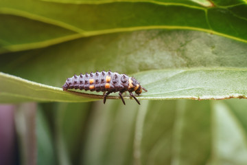 Bright with orange spots ladybug larva on a juicy green leaf. Macro photography of insects, selective focus, copy space.