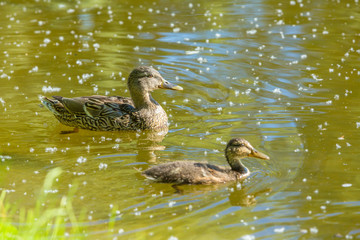 Mom Duck with Baby Duck