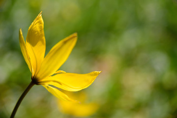 Obraz premium Yellow flower on sunshine