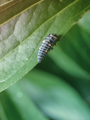 Bright with orange spots ladybug larva on a juicy green leaf. Macro photography of insects, selective focus, copy space.