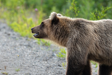 Wild hungry and terrible Kamchatka brown bear (Ursus arctos piscator) walking in summer forest, and looking around in search of food. Eurasia, Russian Far East, Kamchatka Region.