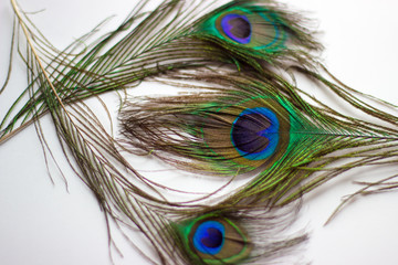 Peacock feather on white background flat lay composition