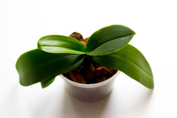 Minimal style orchid young plant succulent in a pot on white background