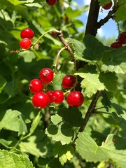 Red currant on a bush against the sky. Bright summer photo