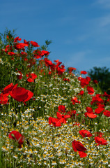 Obraz premium Speichern Vorschau herunterladen Adorable poppy and camomile flowers waving in the wind on the green grass background in the summer day. Slow motion close-up shot.