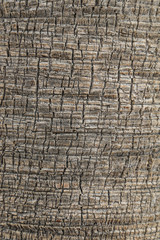 Fototapeta premium Background texture and pattern of palm tree bark. Close-up view of palm trunk.