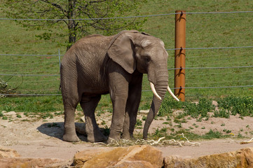 Fototapeta premium Elefant
