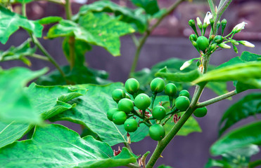 Thai eggplant, small green vegetables