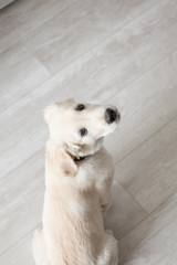 Obraz na płótnie Canvas Golden Retriever puppy looks at the owner before a walk