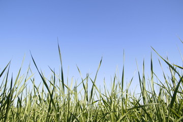 Fototapeta na wymiar green grass and sky