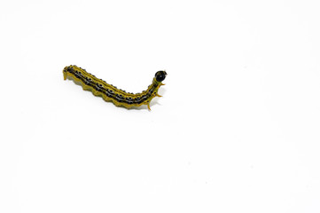 Kleine grüne Raupe freigestellt auf weißem Hintergrund