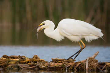 Great white heron (Ardea alba) eating fish in swamp.