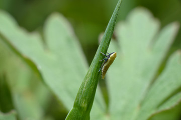 A tiny leaping insect aphrophoridae on a stalk of grass. Macro photography of insects, selective focus, copy space.
