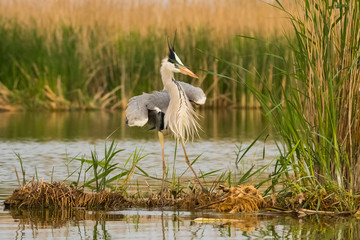 Grey heron (ardea cinerea) in natural habitat. 