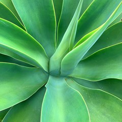 Obraz premium green agave succulent leaves background (square)