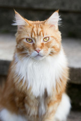 roter Maine-Coon-Katzer im Garten