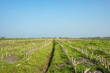Fototapeta na wymiar Corn field after harvest, rows of cut plant stems, in agricultural polder landscape in Holland with flat blue sky above a straight horizon.