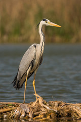 Grey heron (ardea cinerea) in natural habitat. 