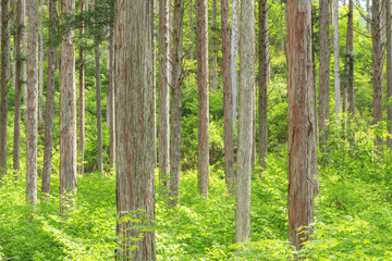 日本の木造建築の最高品質と言われる木曽檜の林、長野県の木曽、日本