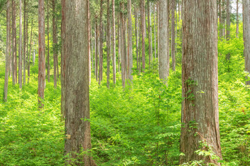 Naklejka premium 日本の木造建築の最高品質と言われる木曽檜の林、長野県の木曽、日本