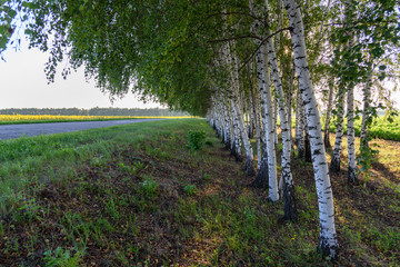 Birch trees in the forest