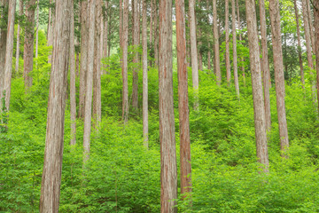 日本の木造建築の最高品質と言われる木曽檜の林、長野県の木曽、日本