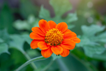 Beautiful orange zinnia flower bloom with sunlight in the garden on blur nature background.