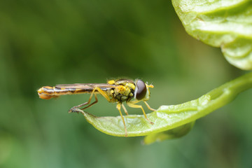 A small bright yellow dragonfly with large eyes sits on a green leaf on a defocused green background. Macro photography of insects, selective focus, copy space.
