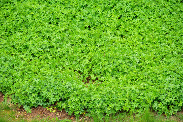 All in green: The soil in the garden completely covered with fresh green colored plants