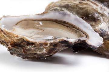 Fresh oyster on white background