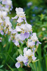 Naklejka na ściany i meble lilac iris flowers bloom in the garden